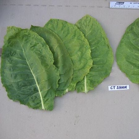 Connecticut Shade, Tobacco Seed - Packet image number null